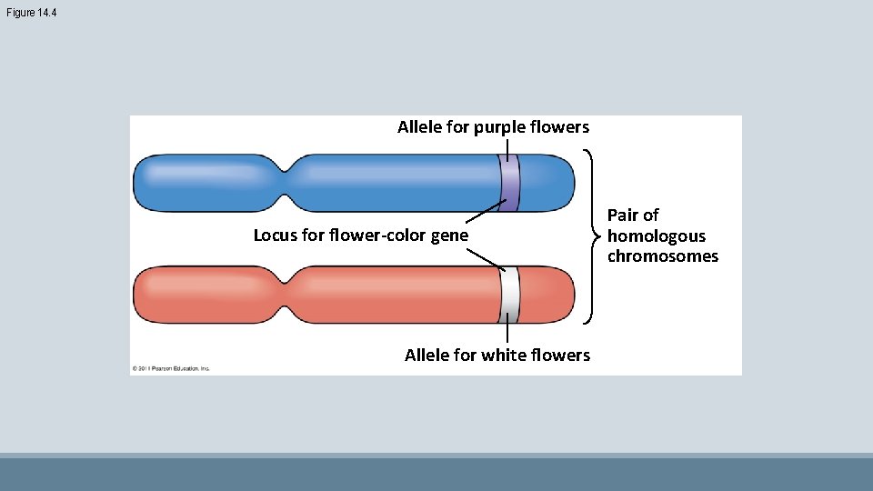 Figure 14. 4 Allele for purple flowers Locus for flower-color gene Allele for white