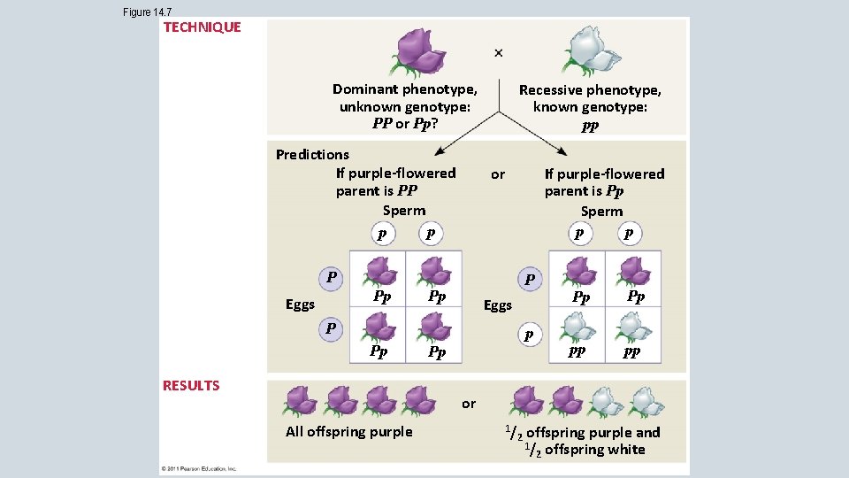 Figure 14. 7 TECHNIQUE Dominant phenotype, unknown genotype: PP or Pp? Predictions If purple-flowered