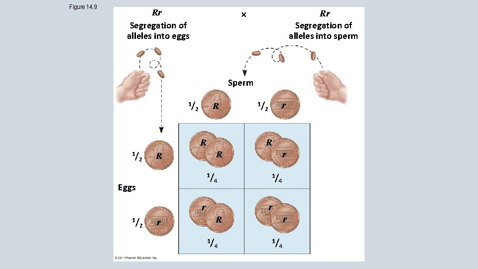 Figure 14. 9 Rr Segregation of alleles into eggs Rr Segregation of alleles into