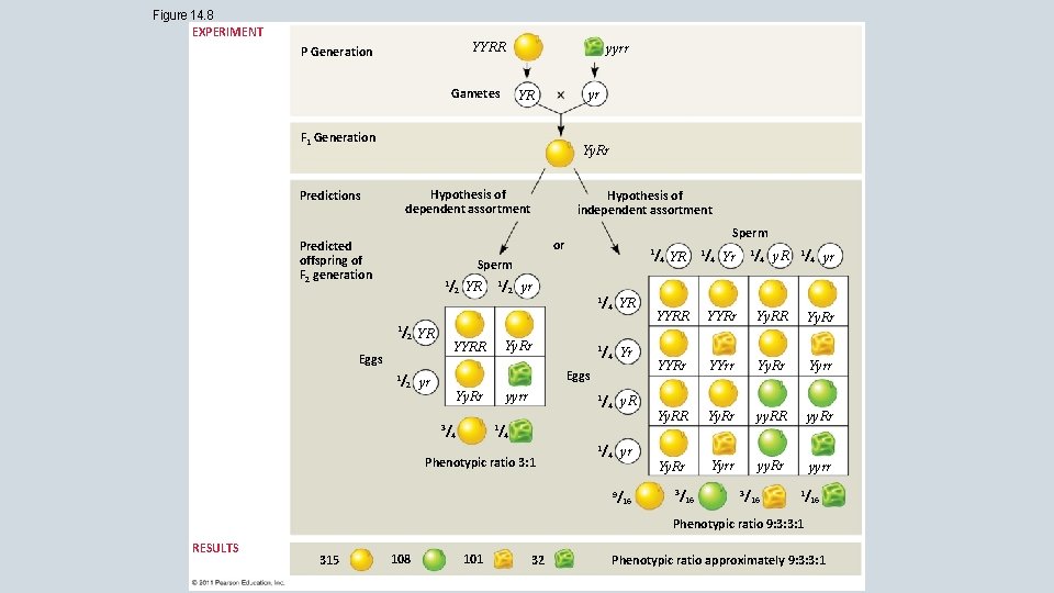 Figure 14. 8 EXPERIMENT YYRR P Generation yyrr Gametes yr YR F 1 Generation