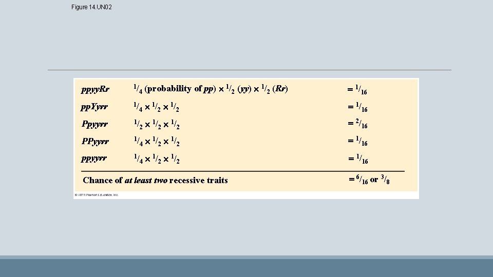 Figure 14. UN 02 (probability of pp) 1/2 (yy) 1/2 (Rr) 1/16 1 /2