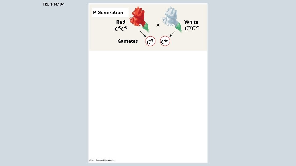 Figure 14. 10 -1 P Generation White CW CW Red CRCR Gametes CR CW