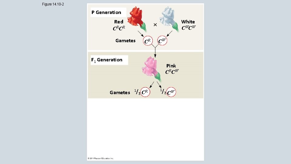 Figure 14. 10 -2 P Generation White CW CW Red CRCR Gametes CR CW