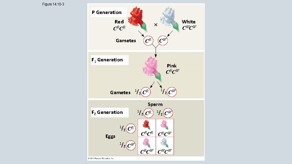 Figure 14. 10 -3 P Generation White CW CW Red CRCR Gametes CR CW