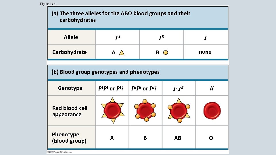 Figure 14. 11 (a) The three alleles for the ABO blood groups and their
