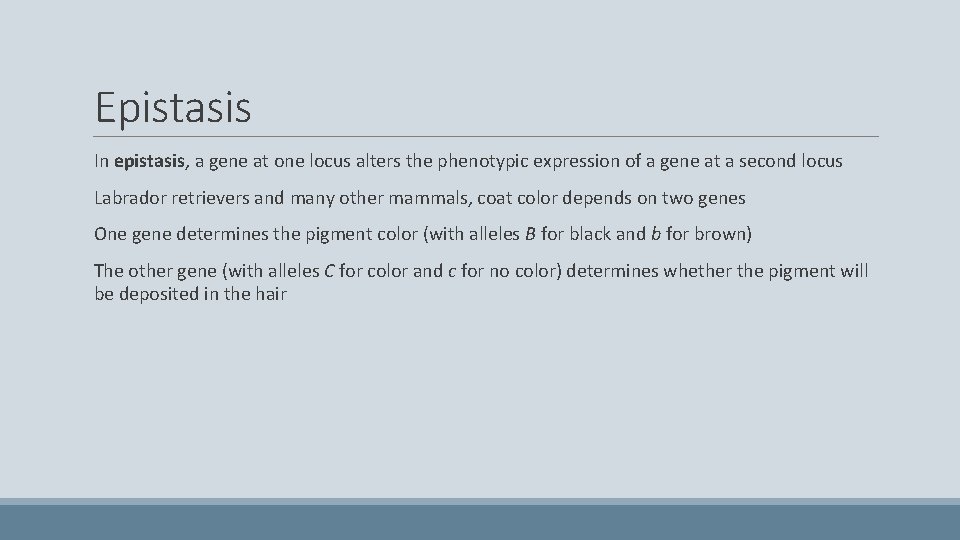Epistasis In epistasis, a gene at one locus alters the phenotypic expression of a