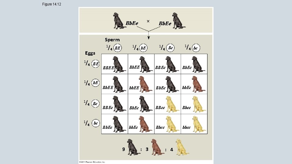 Figure 14. 12 Bb. Ee Eggs 1/ 4 BE 1/ 4 b. E 1/