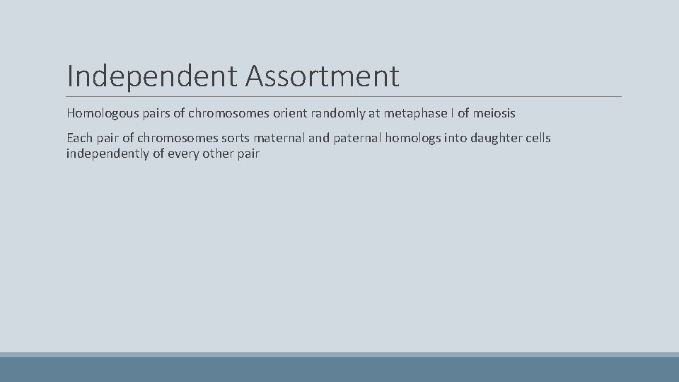 Independent Assortment Homologous pairs of chromosomes orient randomly at metaphase I of meiosis Each
