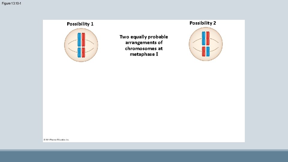 Figure 13. 10 -1 Possibility 2 Possibility 1 Two equally probable arrangements of chromosomes