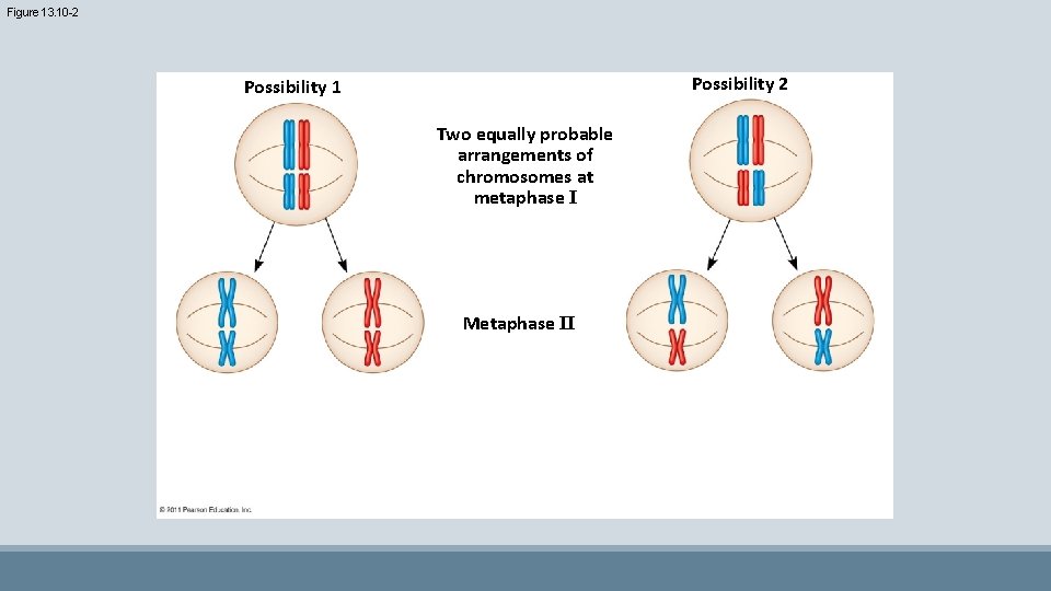 Figure 13. 10 -2 Possibility 1 Two equally probable arrangements of chromosomes at metaphase