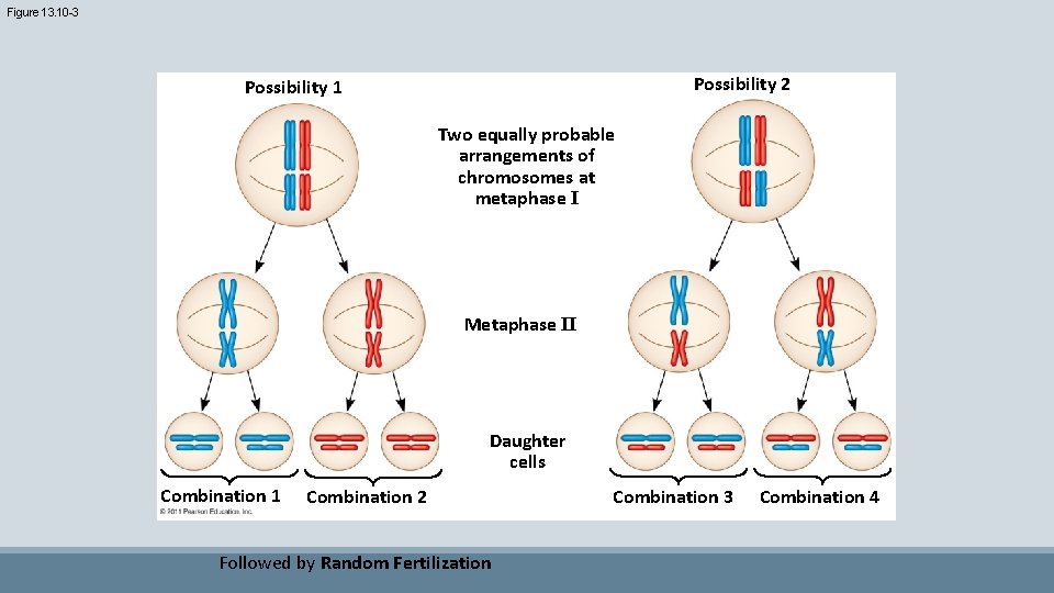 Figure 13. 10 -3 Possibility 2 Possibility 1 Two equally probable arrangements of chromosomes