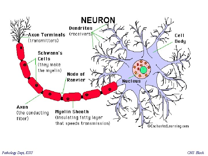 Pathology Dept, KSU CNS Block 