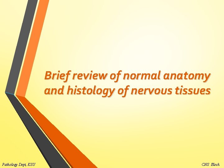 Brief review of normal anatomy and histology of nervous tissues Pathology Dept, KSU CNS