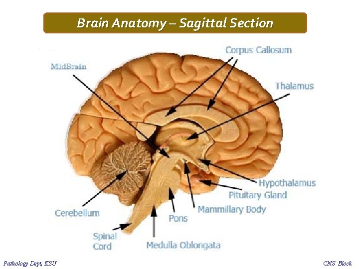 Brain Anatomy – Sagittal Section Pathology Dept, KSU CNS Block 