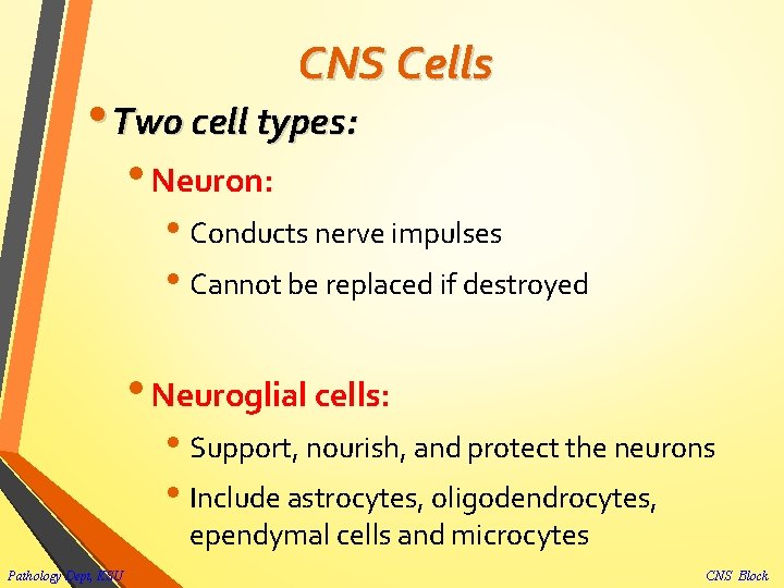 CNS Cells • Two cell types: • Neuron: • Conducts nerve impulses • Cannot