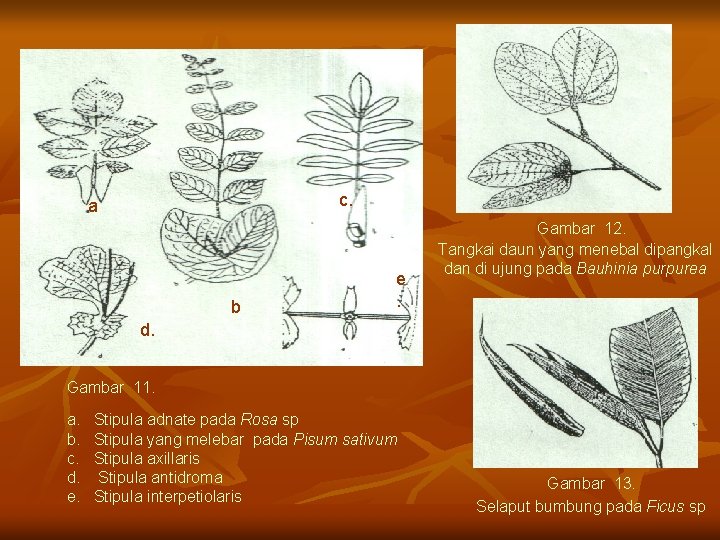 c. a b e. Gambar 12. Tangkai daun yang menebal dipangkal dan di ujung