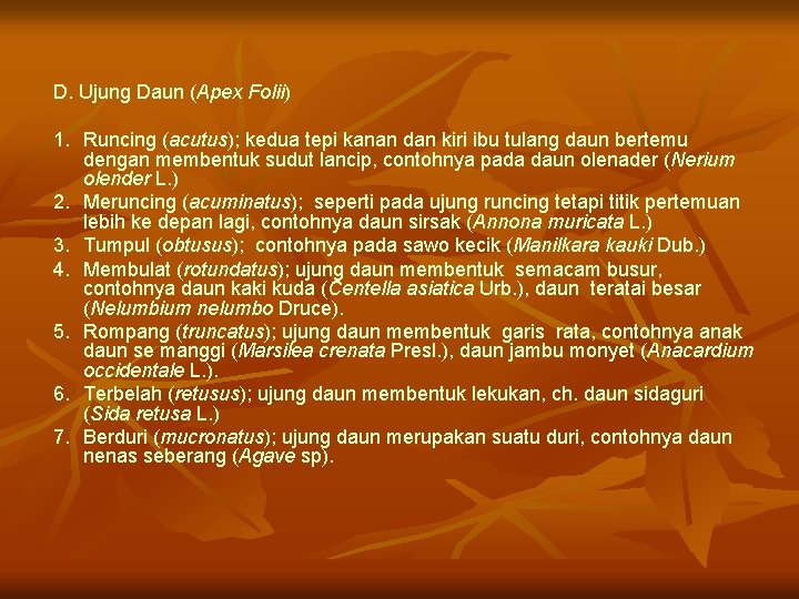 D. Ujung Daun (Apex Folii) 1. Runcing (acutus); kedua tepi kanan dan kiri ibu