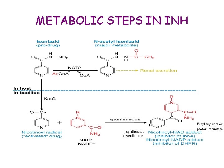 METABOLIC STEPS IN INH Enoyl acyl carrier ↓ synthesis of mycolic acid protein reductase