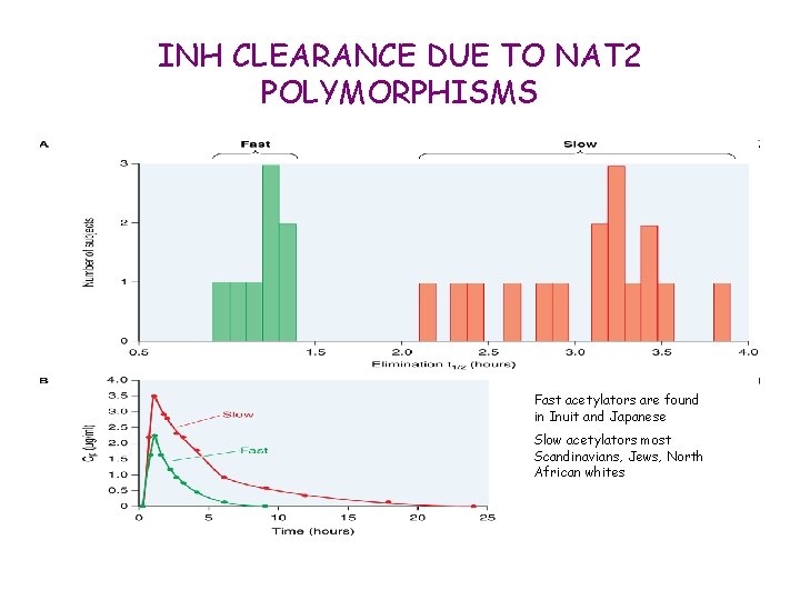 INH CLEARANCE DUE TO NAT 2 POLYMORPHISMS Fast acetylators are found in Inuit and