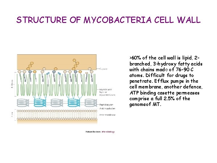 STRUCTURE OF MYCOBACTERIA CELL WALL >60% of the cell wall is lipid, 2 branched,
