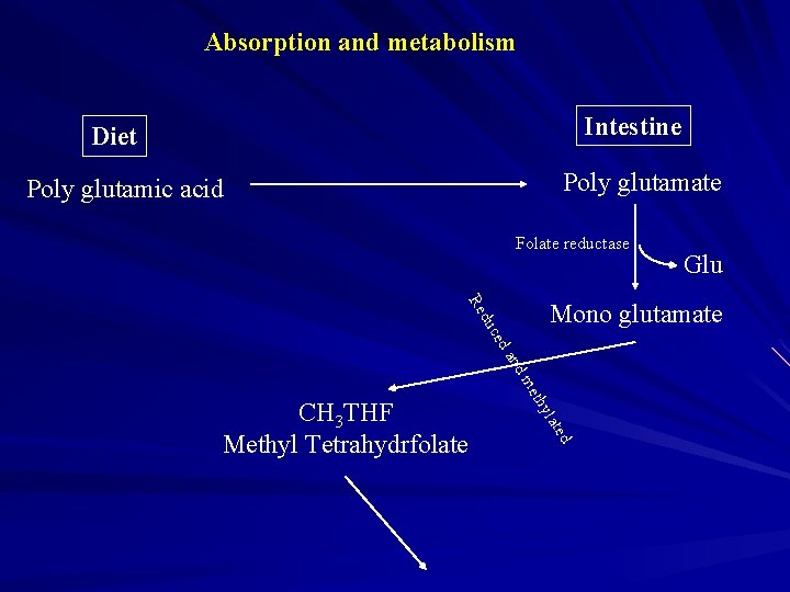 Absorption and metabolism Intestine Diet Poly glutamate Poly glutamic acid Folate reductase Mono glutamate