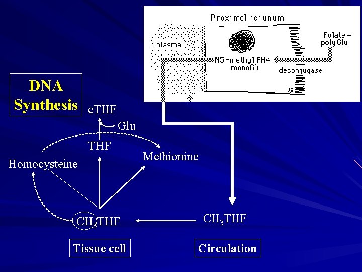 DNA Synthesis c. THF Glu THF Homocysteine Methionine CH 3 THF Tissue cell Circulation