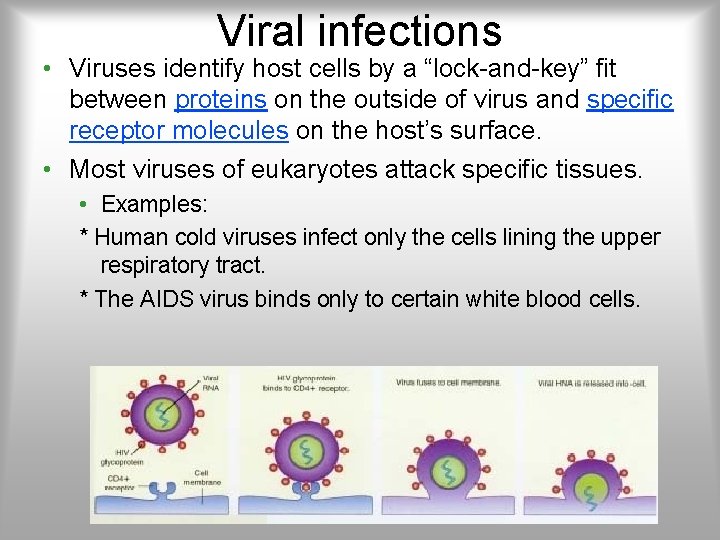 Viral infections • Viruses identify host cells by a “lock-and-key” fit between proteins on