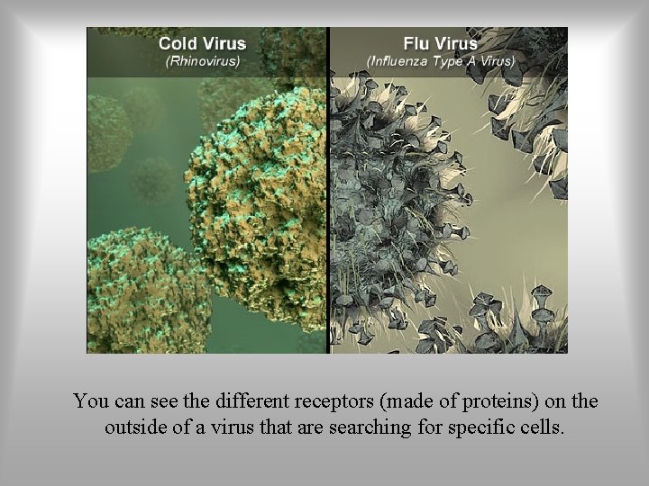 You can see the different receptors (made of proteins) on the outside of a