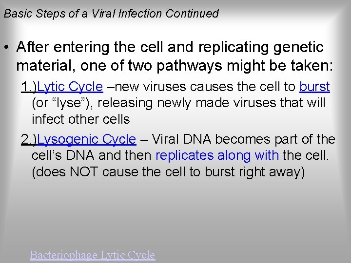 Basic Steps of a Viral Infection Continued • After entering the cell and replicating