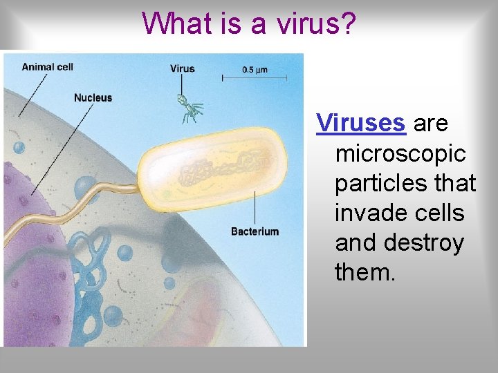 What is a virus? Viruses are microscopic particles that invade cells and destroy them.