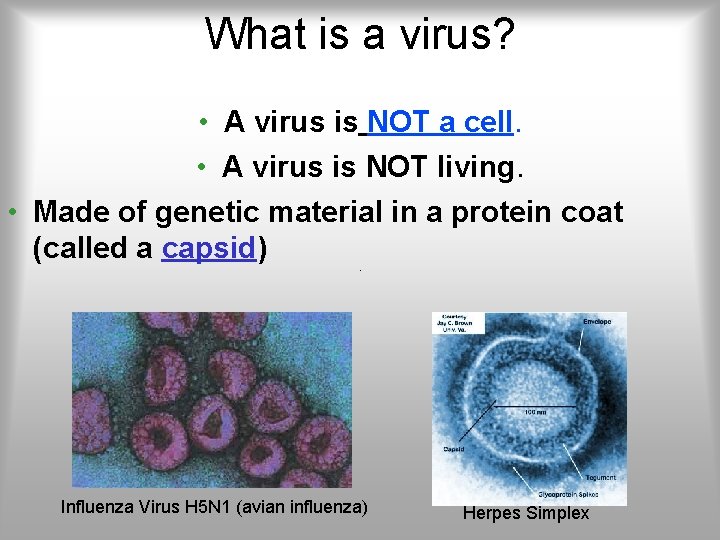 What is a virus? • A virus is NOT a cell. • A virus