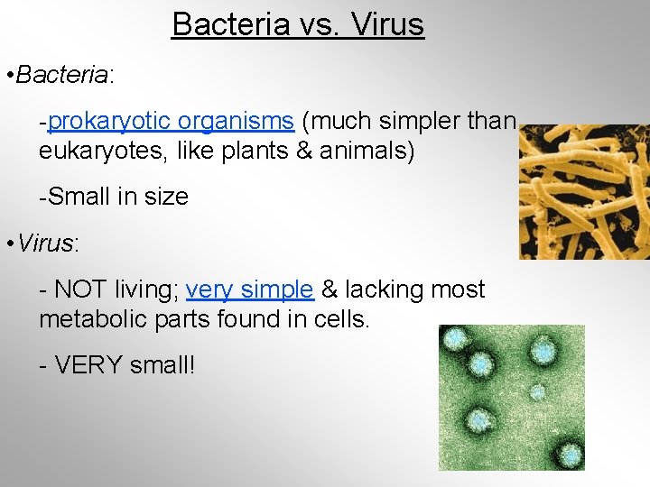 Bacteria vs. Virus • Bacteria: -prokaryotic organisms (much simpler than eukaryotes, like plants &