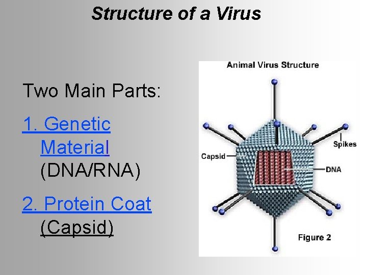 Structure of a Virus Two Main Parts: 1. Genetic Material (DNA/RNA) 2. Protein Coat