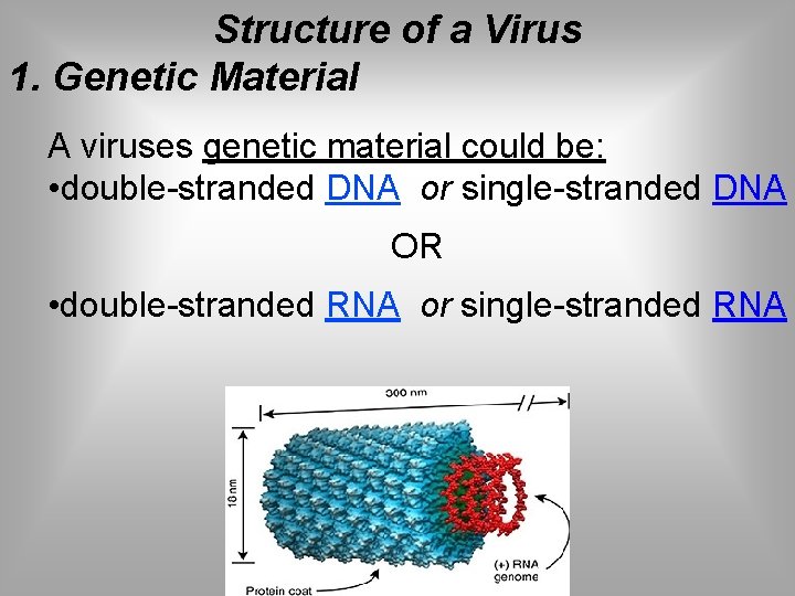 Structure of a Virus 1. Genetic Material A viruses genetic material could be: •