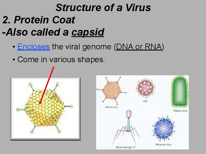 Structure of a Virus 2. Protein Coat -Also called a capsid • Encloses the