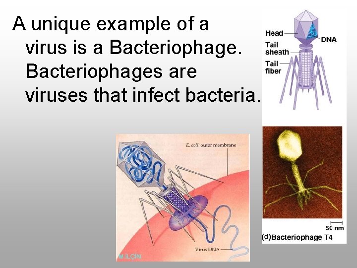 A unique example of a virus is a Bacteriophages are viruses that infect bacteria.