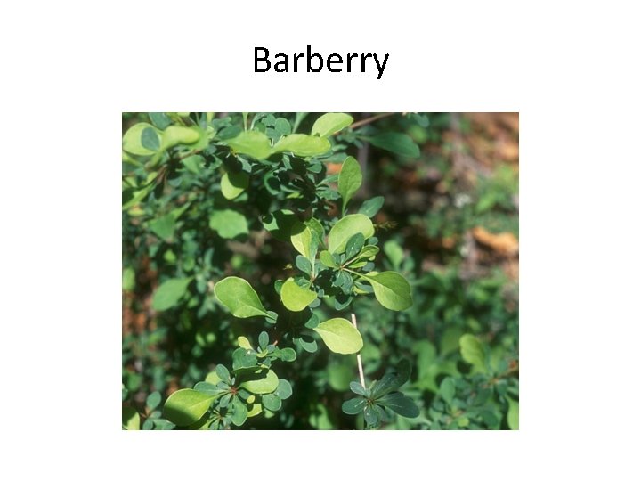 Barberry 