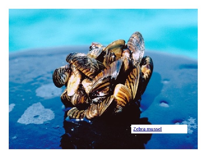 Zebra mussel 