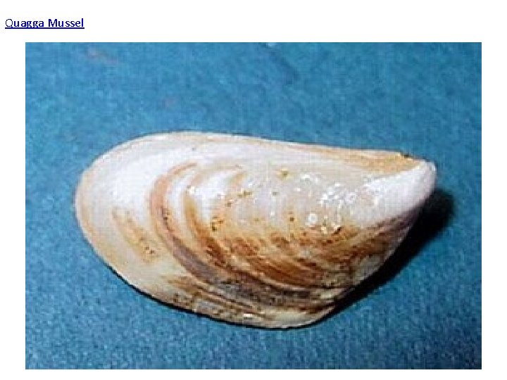 Quagga Mussel 