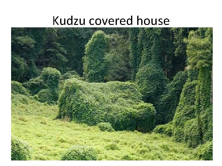 Kudzu covered house 