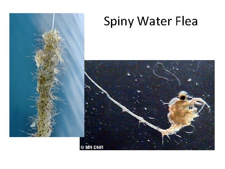Spiny Water Flea 