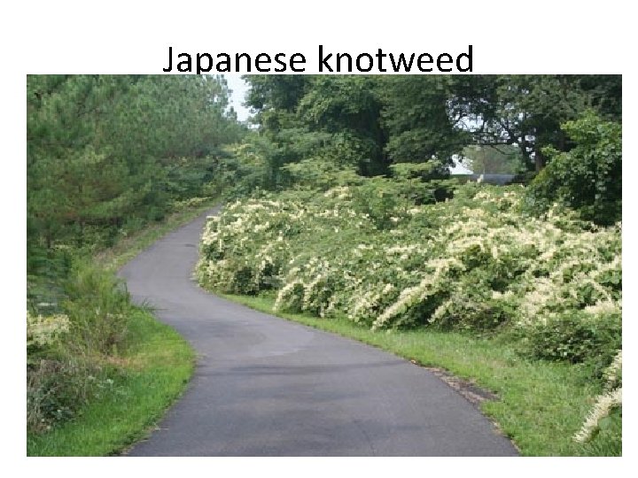 Japanese knotweed 
