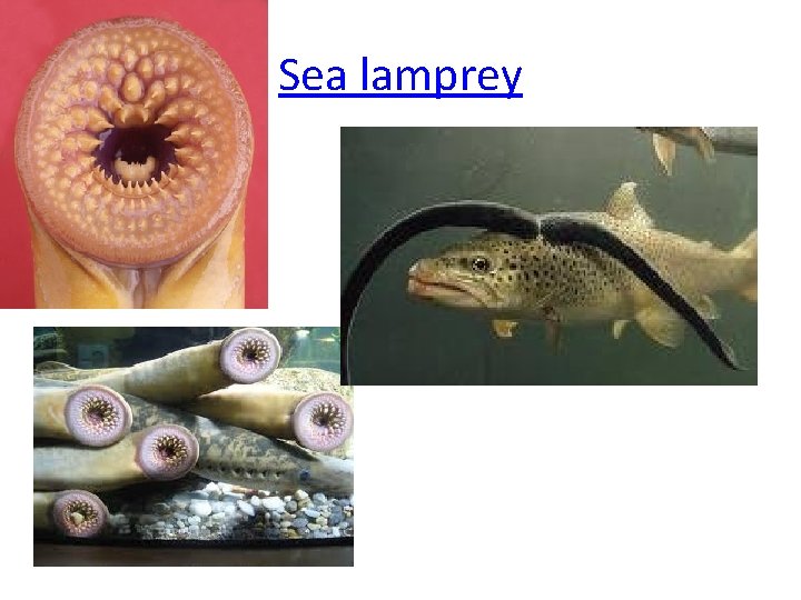 Sea lamprey 