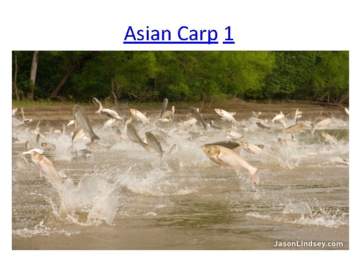 Asian Carp 1 