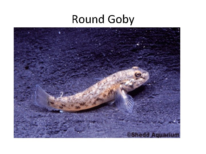 Round Goby 