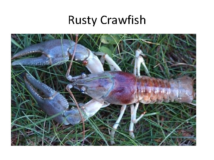 Rusty Crawfish 