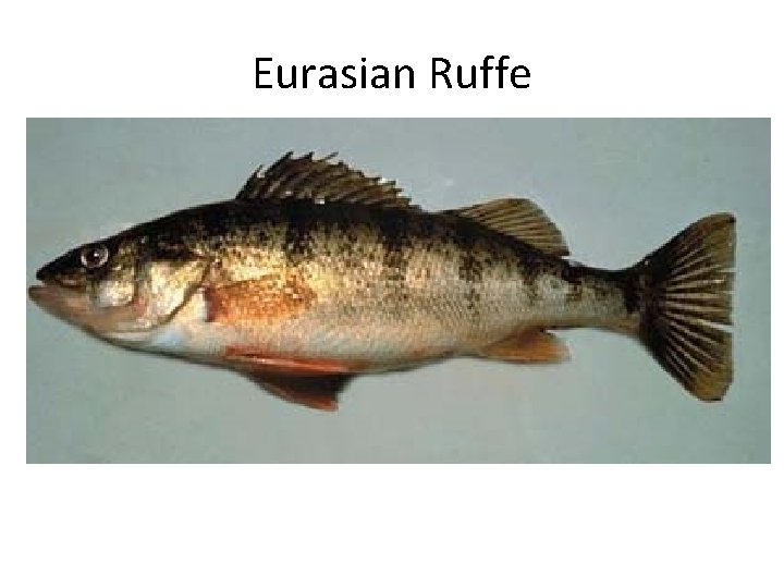 Eurasian Ruffe 
