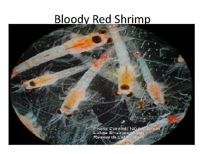 Bloody Red Shrimp 