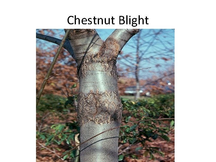 Chestnut Blight 