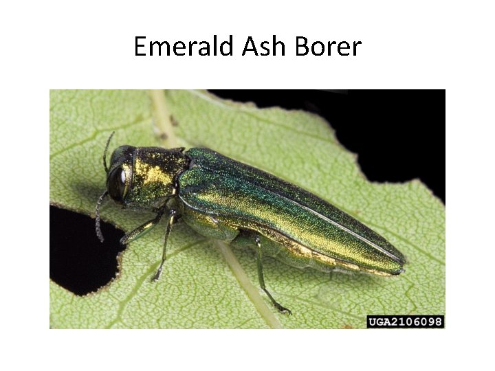 Emerald Ash Borer 
